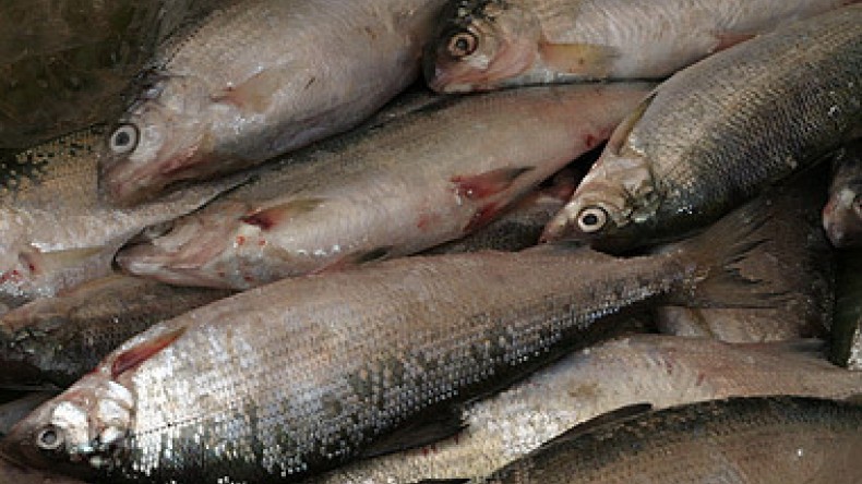 Рыба локо в армении