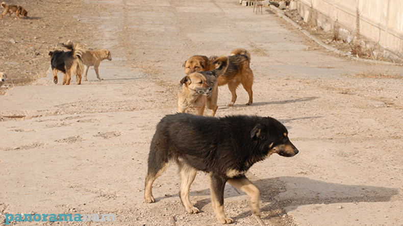 Собака ереван. Бродячие собаки в Ереване. Армения бездомные собаки. Собаки бездомные в Ереване. Дикие собаки в Ереване.